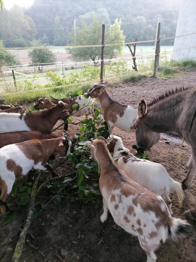 Zuruck Zur Natur - Urlaub Im Zirkuswagen, Sommeratelier Oder Schindelwagen Adenbach Екстериор снимка